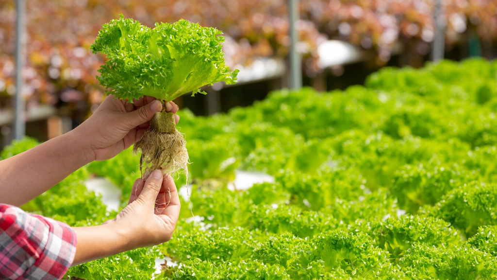 Cultivo hidropónico de lechuga