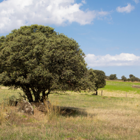 La Terrona - La encina milenaria de España en Zarza de Montánchez